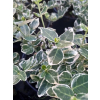 Trzmielina Emerald Gaiety-Euonymus fortunei