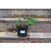 Jałowiec rozesłany Nana - Juniperus procumbens 0029