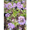 Pierwiosnek ząbkowany-Primula denticulata