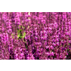 Szałwia omszona Royal Magenta - Salvia nemorosa