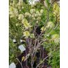 Fotergilla Mount Airy-Fothergilla x intermedia