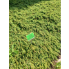 Jałowiec pospolity Green Carpet - Juniperus communis