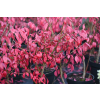Trzmielina oskrzydlona Little Moses - Euonymus alatus