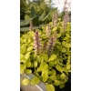 Dąbrówka rozłogowa Gold Chang - Ajuga reptans