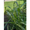 Miskant chiński-Miscanthus sinensis Giraffe