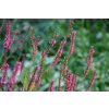 Rdest himalajski Keep Smiling - Persicaria amplexicaulis