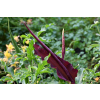 Drakunkulus zwyczajny - Dracunculus vulgaris