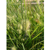 Rozplenica japońska-Pennisetum alopecuroides