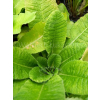 Pierwiosnek ząbkowany-Primula denticulata