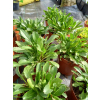 Jastrun wielki Silberprinzesschen - Luecanthemum maximum Nanus
