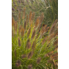 Rozplenica japońska National Arboretum - Pennisetum alopecuroides