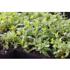 Szałwia omszona Royal Magenta - Salvia nemorosa