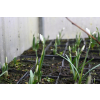 Śnieżyczka - Galanthus nivalis