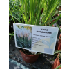 Trawa pampasowa Pink Feather - Cortaderia selloana