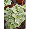 Dąbrówka rozłogowa Variegata-Ajuga reptans