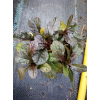 Dąbrówka rozłogowa-Ajuga reptans