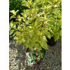 Hortensja bukietowa Summer Snow-Hydrangea paniculata