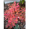 Fotergilla olszolistna Harold Epstein-Fothergilla gardenii