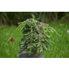 Choina kanadyjska Cole's Prostrate -Tsuga canadensis 0002