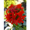 Firletka chalcedońska - Lychnis chalcedonica