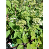 Hortensja bukietowa Lammetje-Hydrangea paniculata