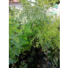 Amorfa krzewiasta-Amorpha fruticosa