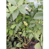 Dereń rozłogowy Flaviramea-Cornus sericea