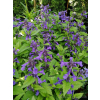 Kocimiętka żyłkowa Neptune - Nepeta nervosa