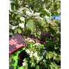 Dereń kousa-Cornus kousa var. chinensis