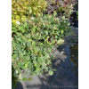Fotergilla olszolistna Harold Epstein-Fothergilla gardenii