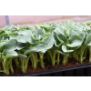 Funkia Blue Mouse Ears - Hosta hybrid