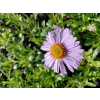 Aster tongolski-Aster tongolensis