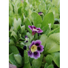 Pierwiosnek omszony-Primula pubescens