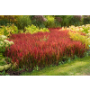 Imperata cylindryczna Red Baron - Imperata cylindrica