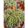 Macierzanka piaskowa Magic Carpet - Thymus serpyllum
