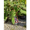 Hortensja kosmata Macrophylla-Hydrangea aspera