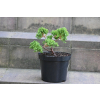Jałowiec rozesłany Nana - Juniperus procumbens 0022