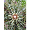 Dziewięćsił łodygowy-Carlina acualis ssp.simplex