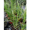 Trawa pampasowa White Feather - Cortaderia selloana