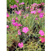 Goździk siny-Dianthus gratianopolitanus