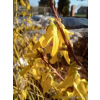 Forsycja zielona Kumson-Forsythia viridissima
