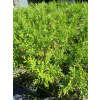 Żywotnik zachodni-Thuja occidentalis Smaragd