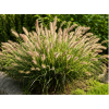 Rozplenica japońska  Cassian - Pennisetum alopecuroides