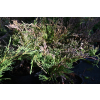 Jałowiec płożący Plumosa - Juniperus horizontalis Plumosa