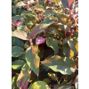 Hortensja kosmata Hot Chocolate-Hydrangea aspera