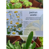 Jastrun wielki Silberprinzesschen - Luecanthemum maximum Nanus