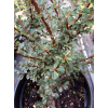 Irga himalajska-Cotoneaster glacialis