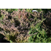 Jałowiec płożący Plumosa - Juniperus horizontalis Plumosa