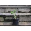 Jalowiec łuskowy Holger - Juniperus squamata 0003