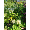 Hortensja Harry's Souvenir-Hydrangea paniculata